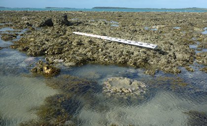 Emergent fossil reef flat with lower living coral microatoll in foreground, Gore Island, Far North Great Barrier Reef